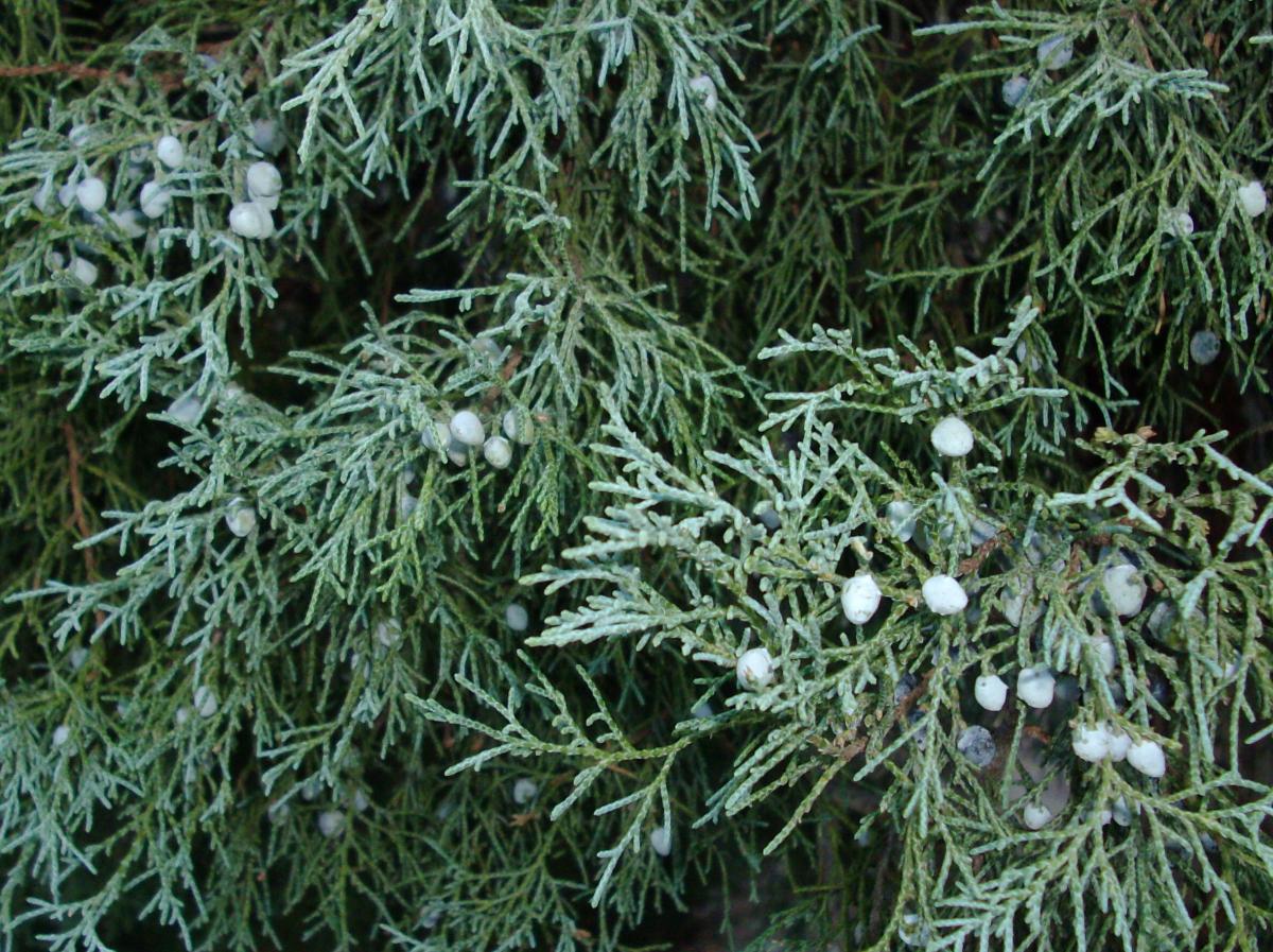 Rocky deals mountain juniper