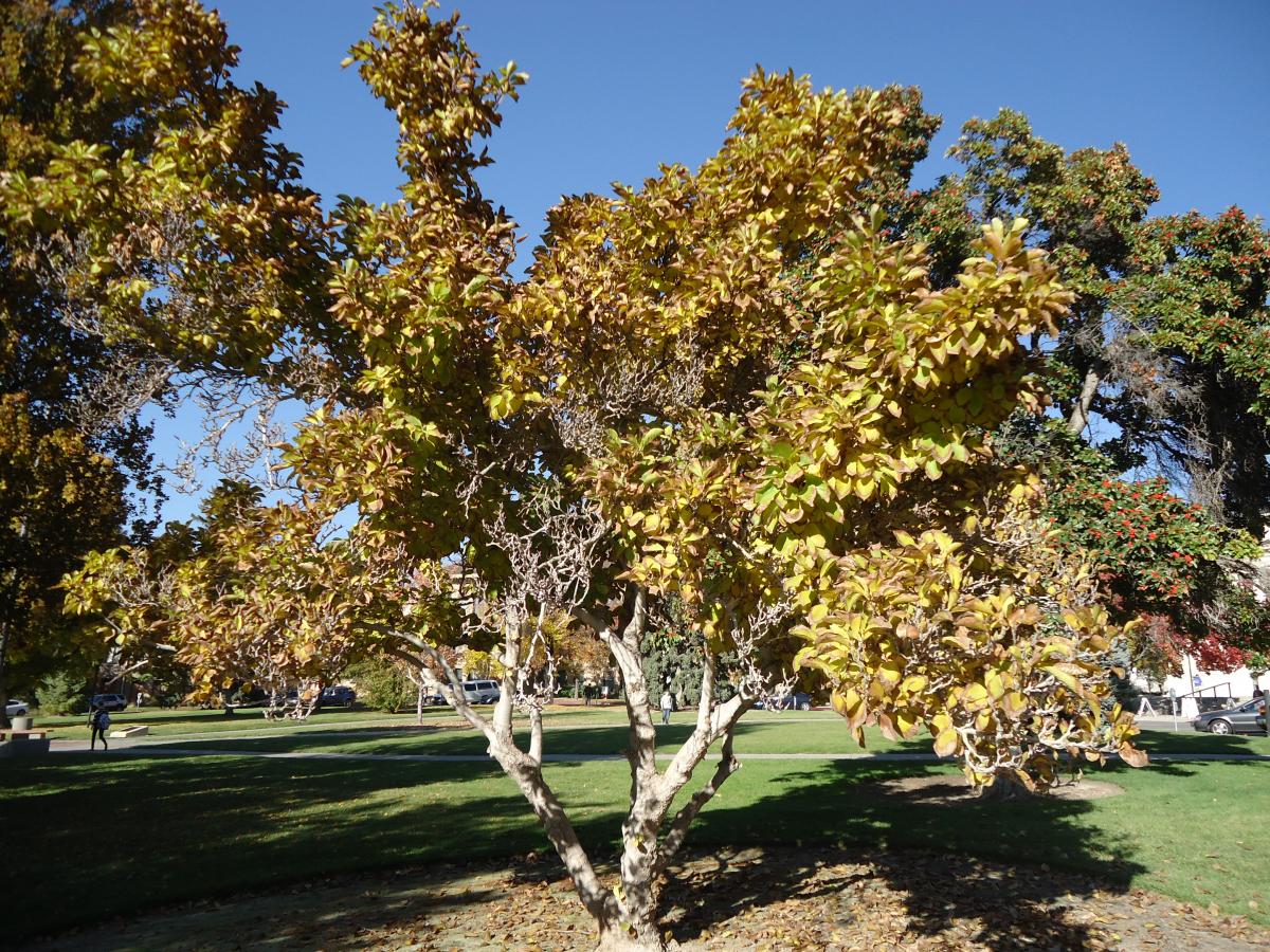 saucer magnolia leaves