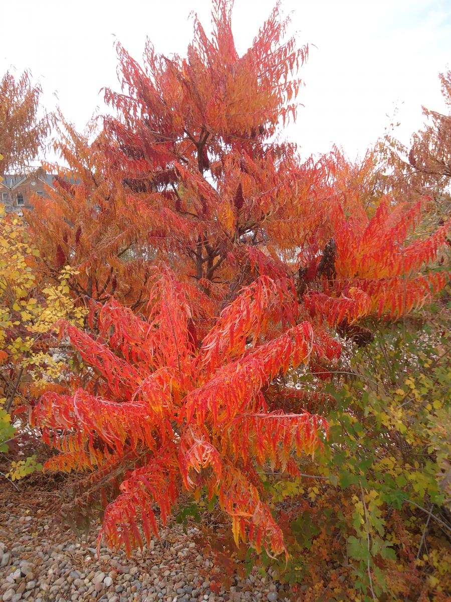 Smooth Sumac Trees