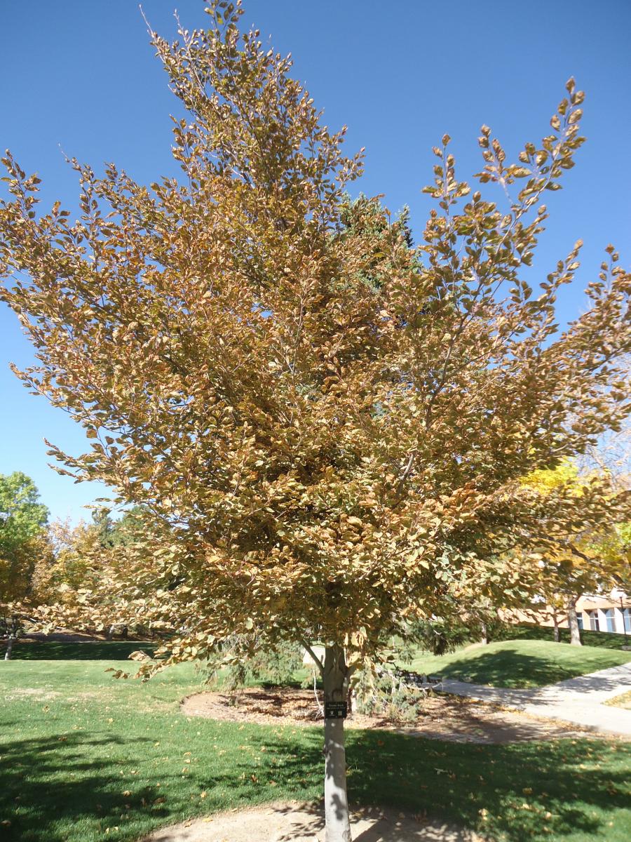 How to Grow and Care for Tricolor Beech