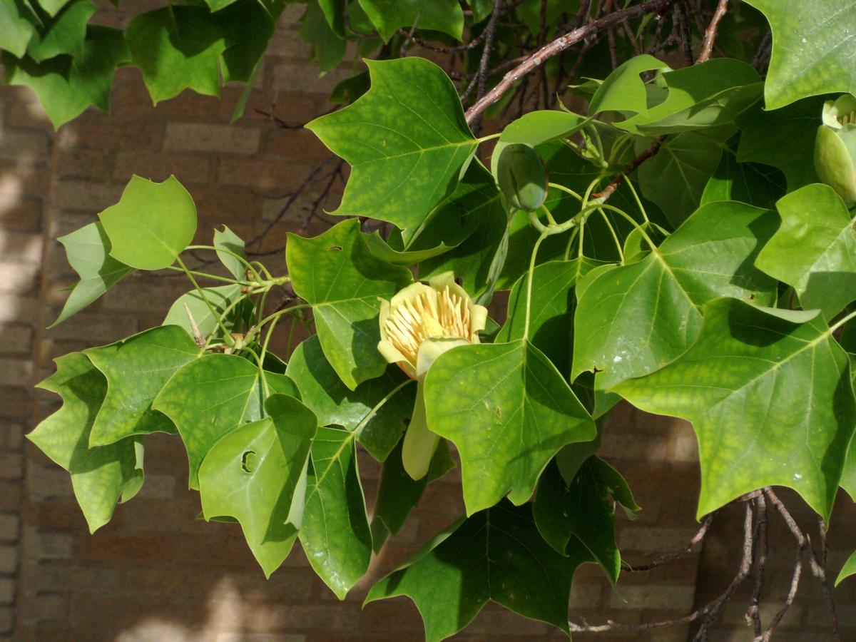 tulip tree leaves