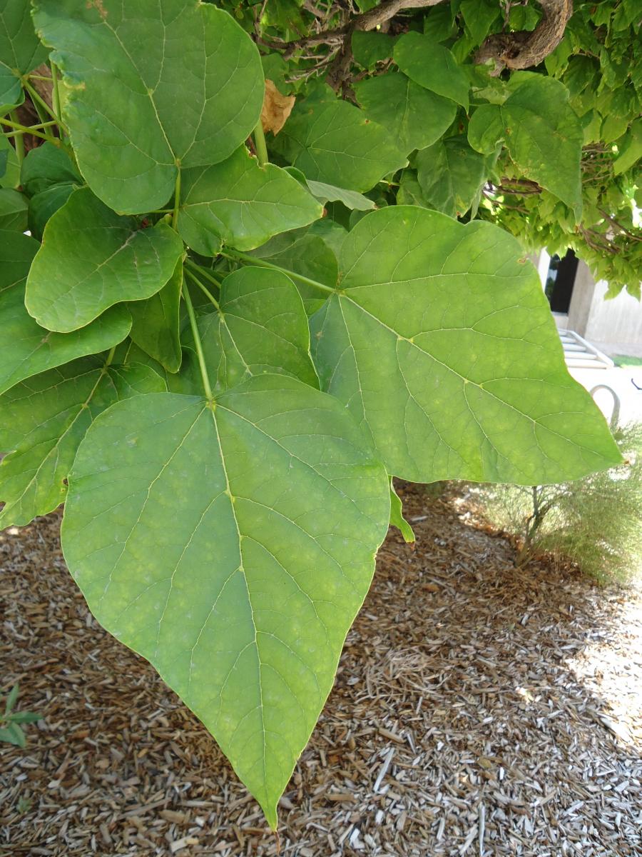 tree-tour-facilities-the-university-of-utah