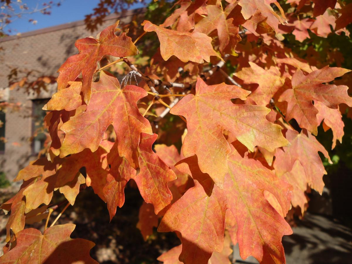 Tree Tour - Facilities - The University of Utah