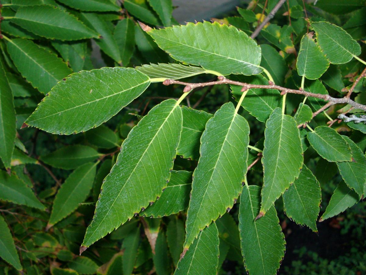 Zelkova