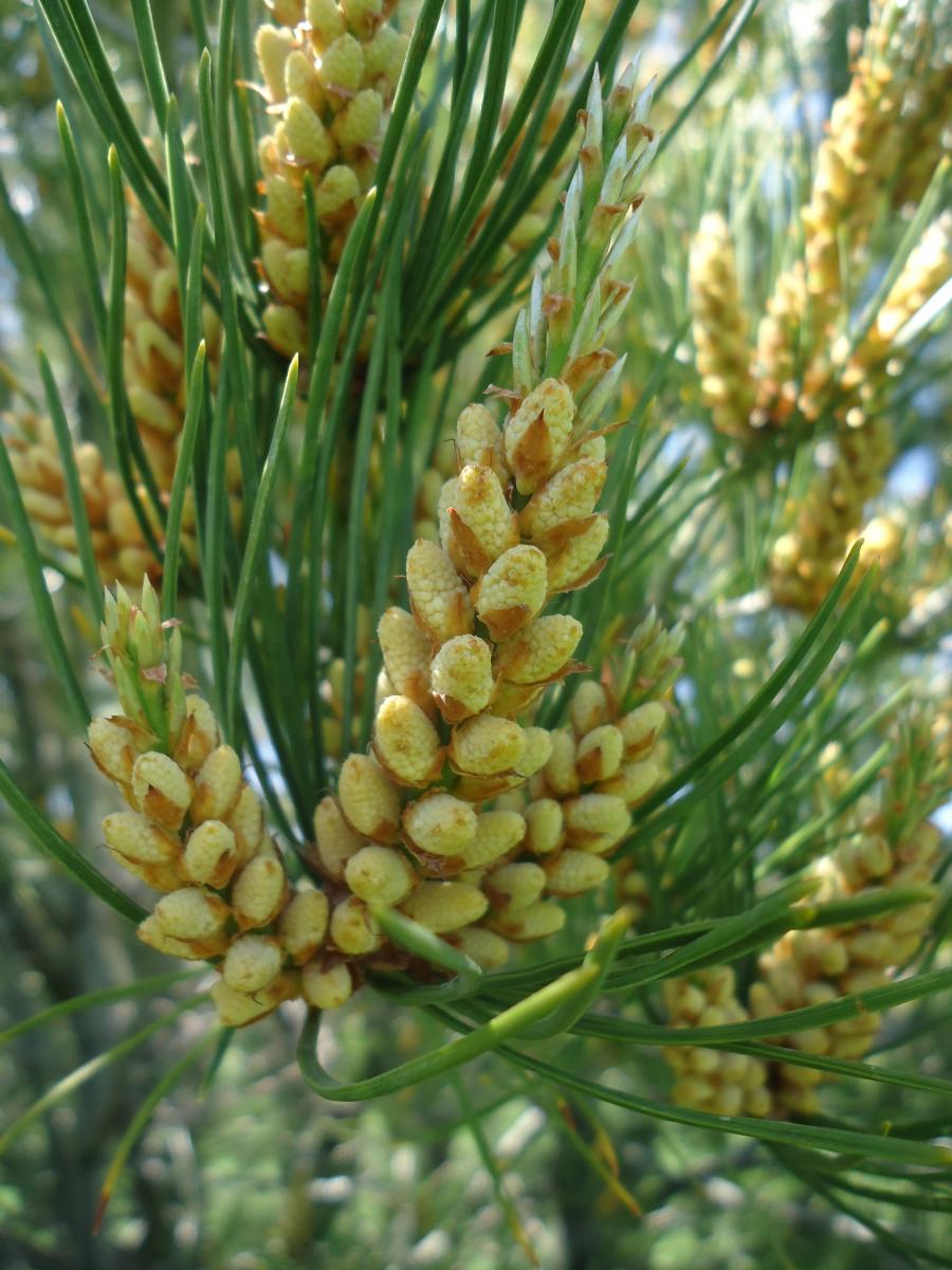 How to Grow and Care for Lacebark Pine