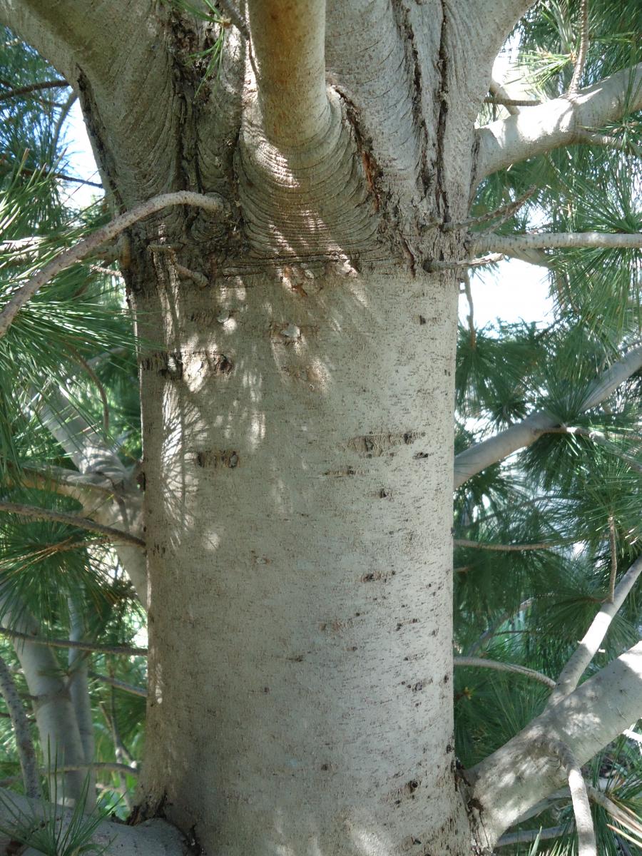 Limber Pine—Branches Flexible Enough You can Tie them in Knots