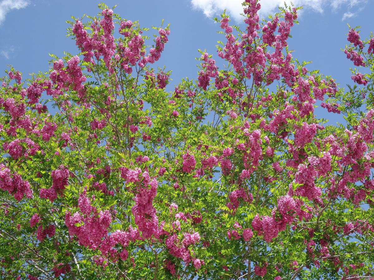 black locust tree purple robe