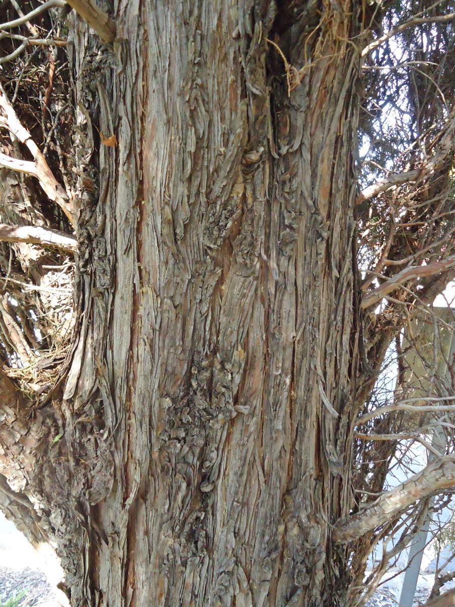 Juniperus Scopulorum Bark