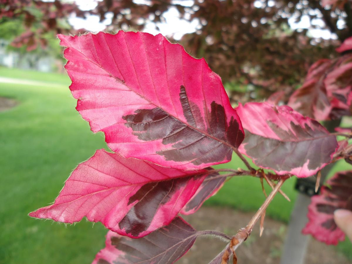 How to Grow and Care for Tricolor Beech