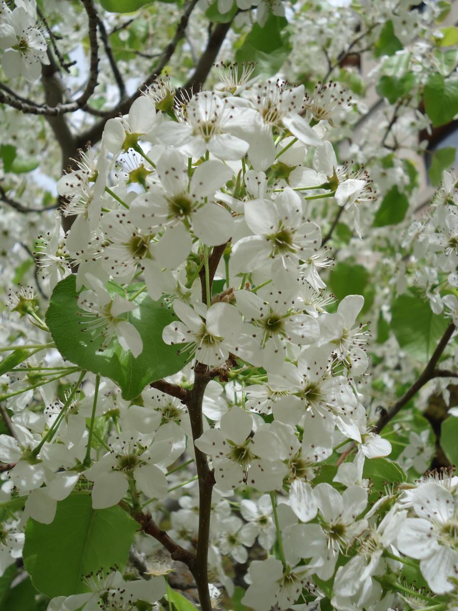 pear tree flower