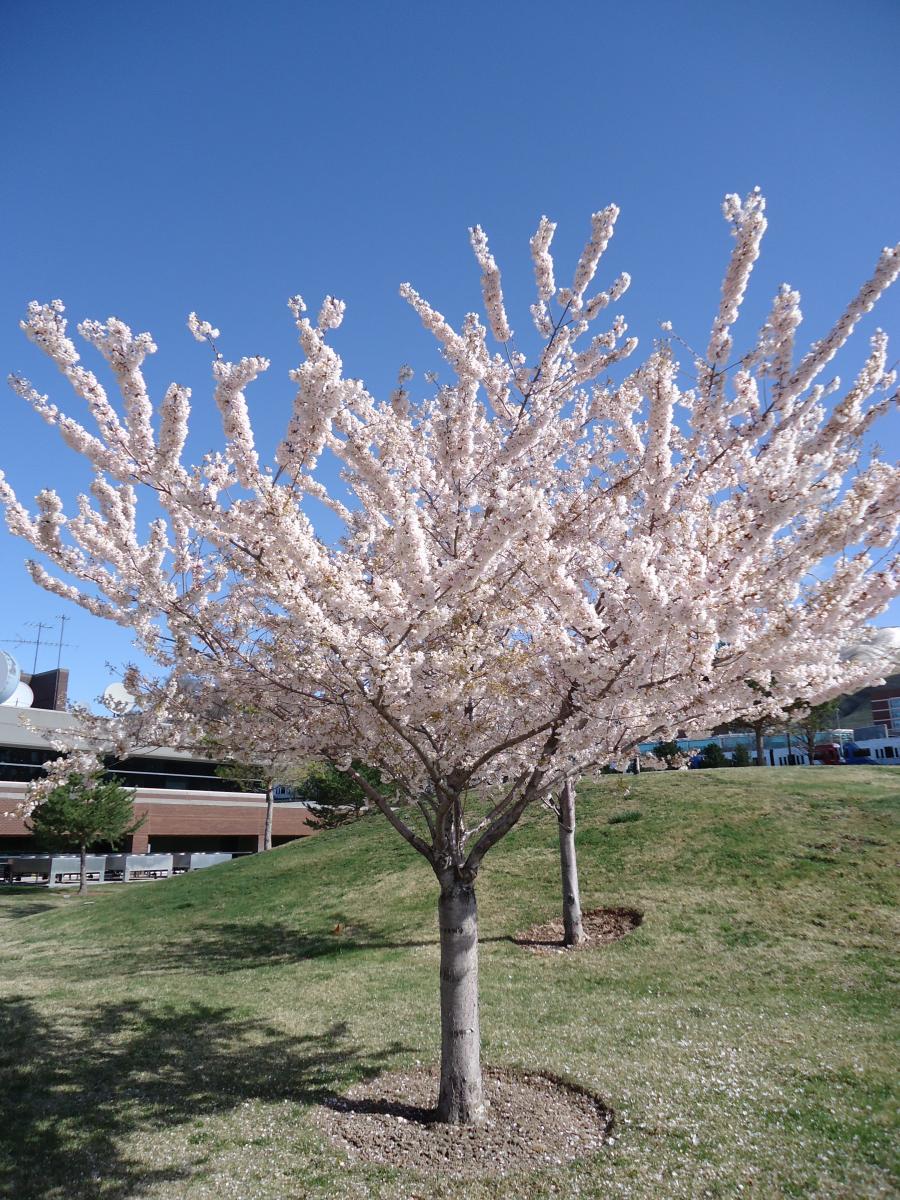 flowering cherry tree bark