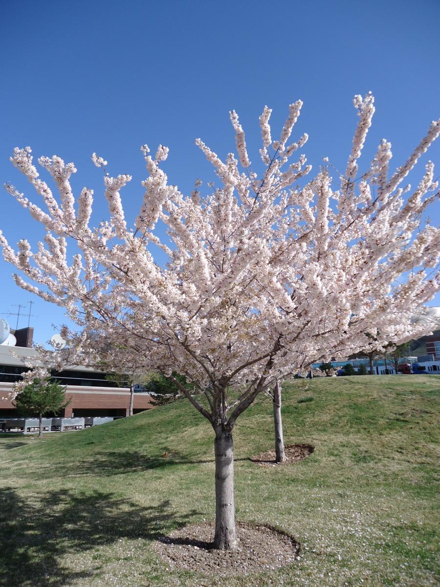 Japanese deals flowering cherry