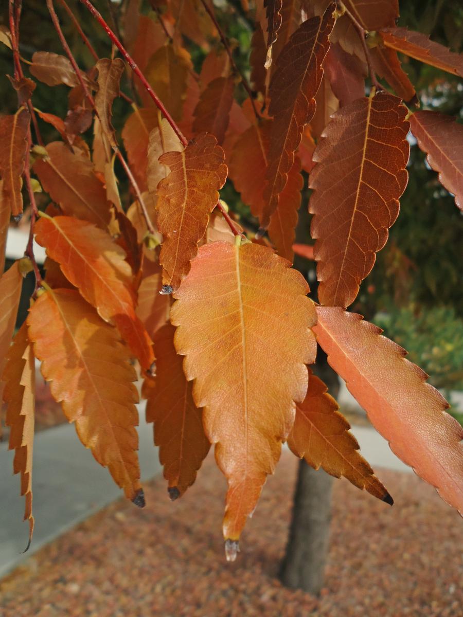 Zelkova