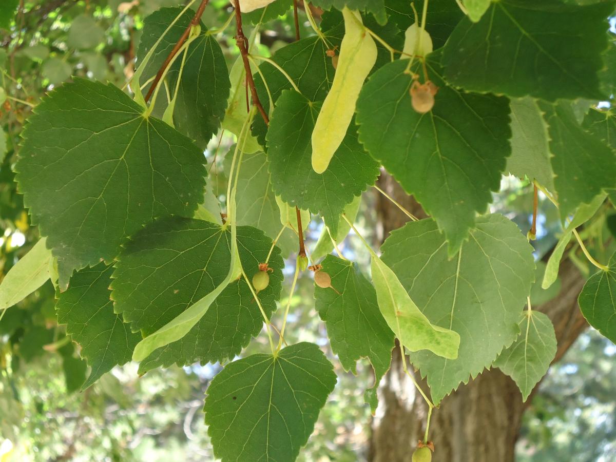 Tree: Little Leaf Linden – RUFF