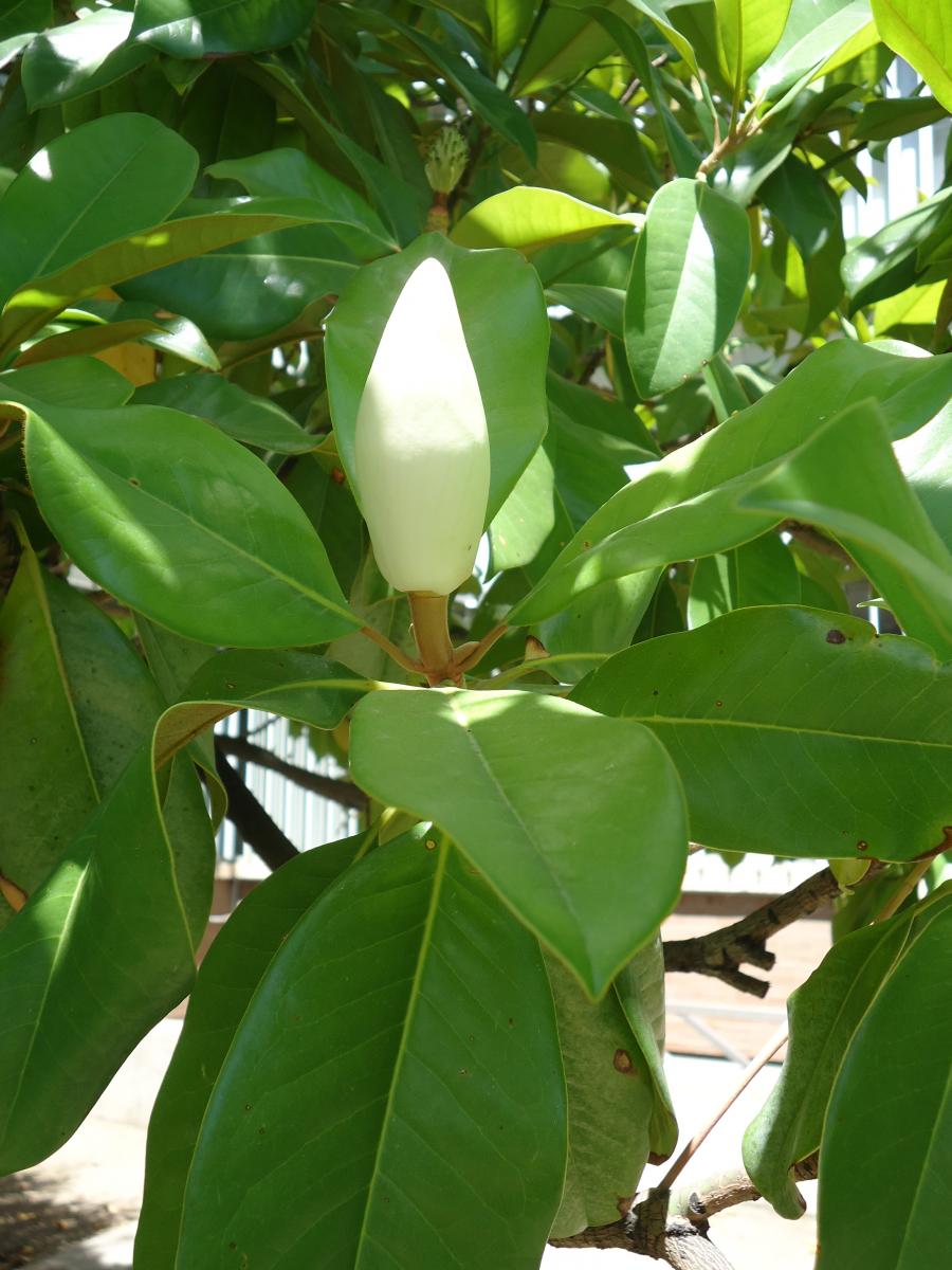 southern magnolia tree leaves