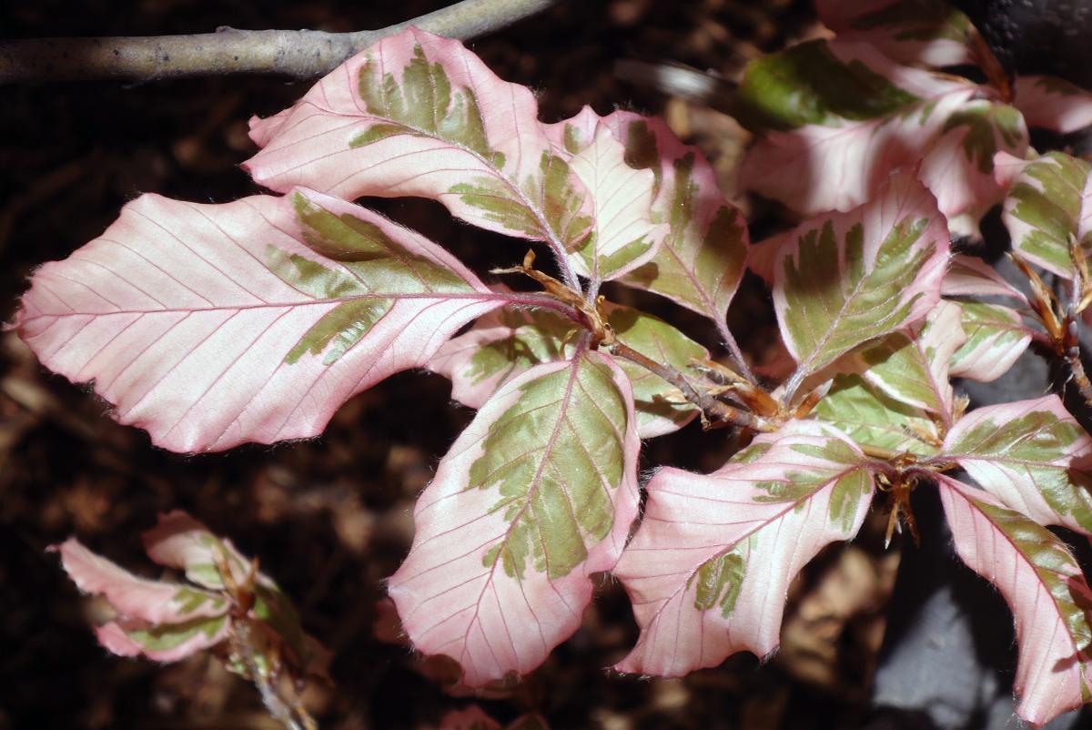 How to Grow and Care for Tricolor Beech