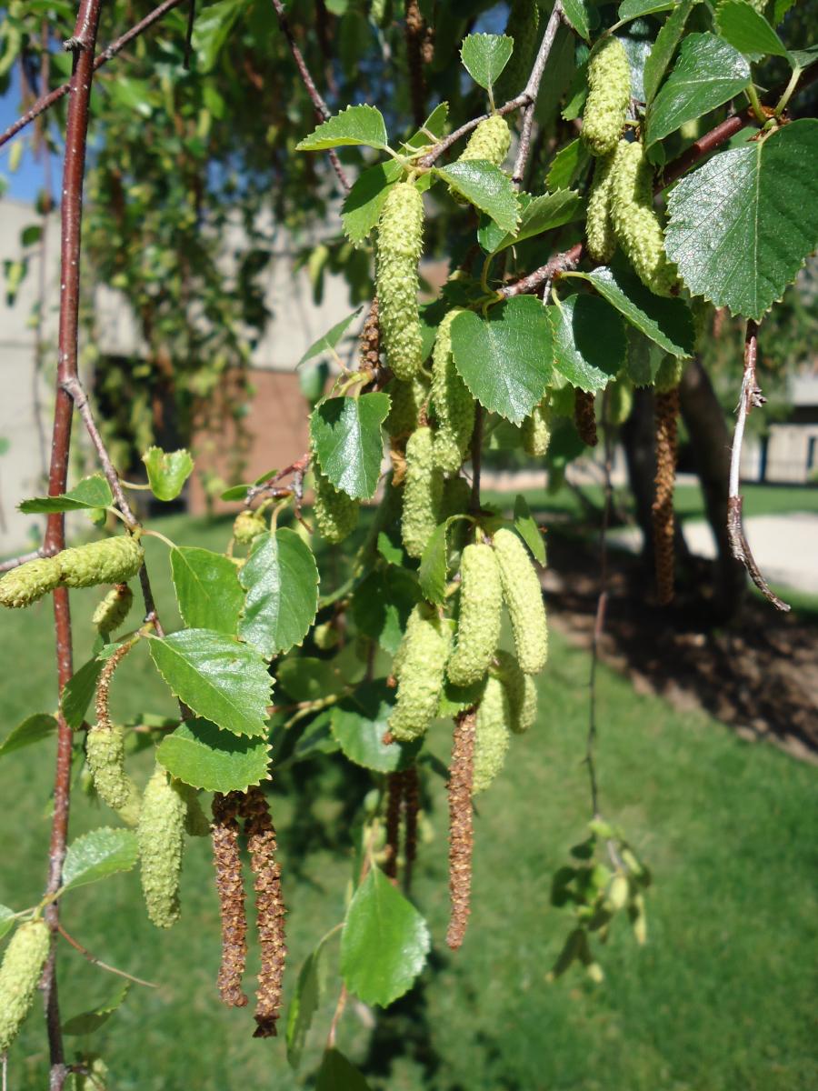 Tree Tour - Facilities The University of Utah