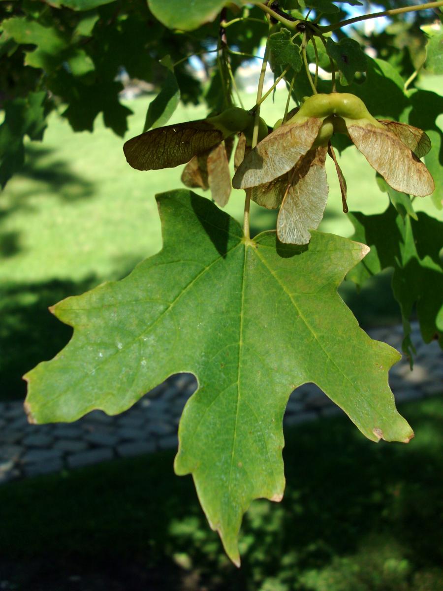 Tree Tour - Facilities - The University of Utah