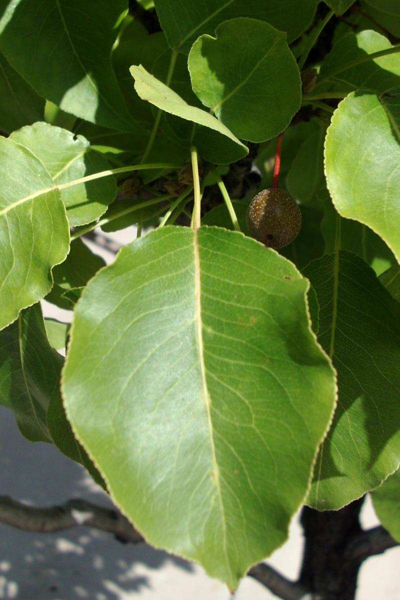 ornamental pear tree leaves