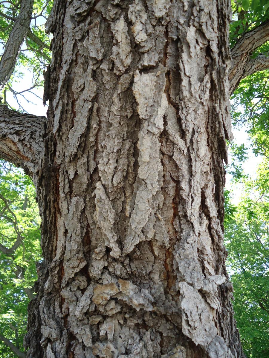 kentucky coffee tree bark