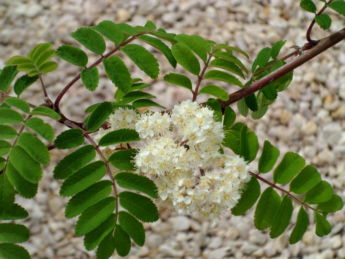 Tree Tour Facilities The University Of Utah   06 Mountain Ash 