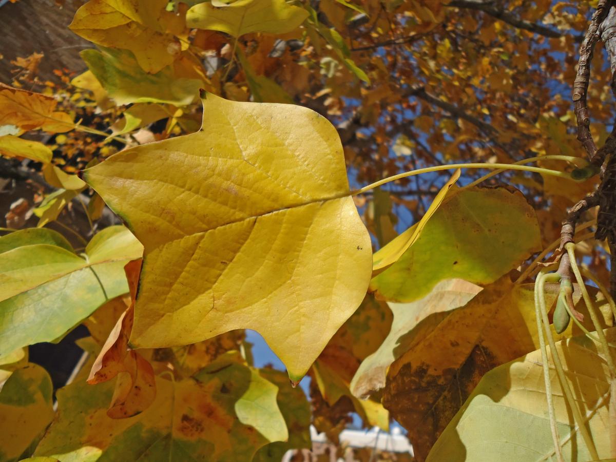 tulip tree leaves