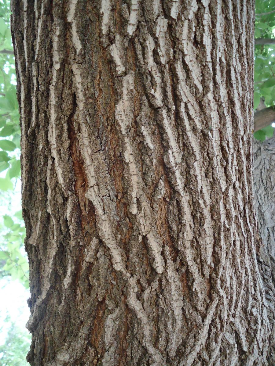 Mulberry Tree Bark