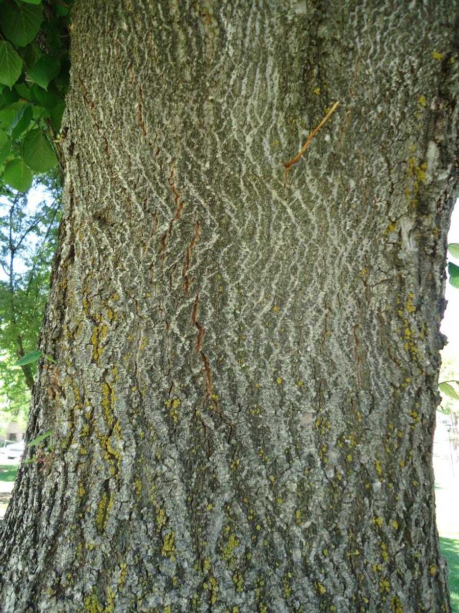 Tree Tour - Facilities - The University of Utah