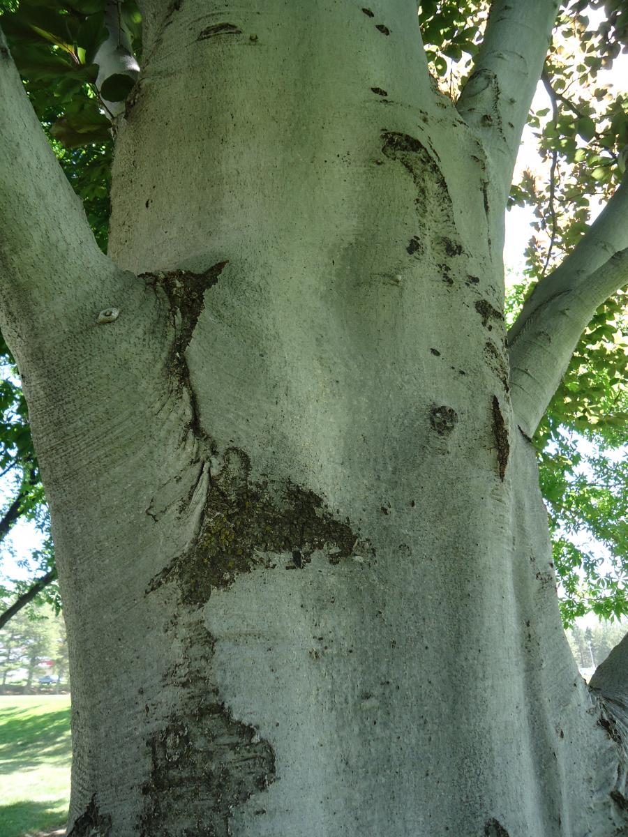 european beech tree growth rate