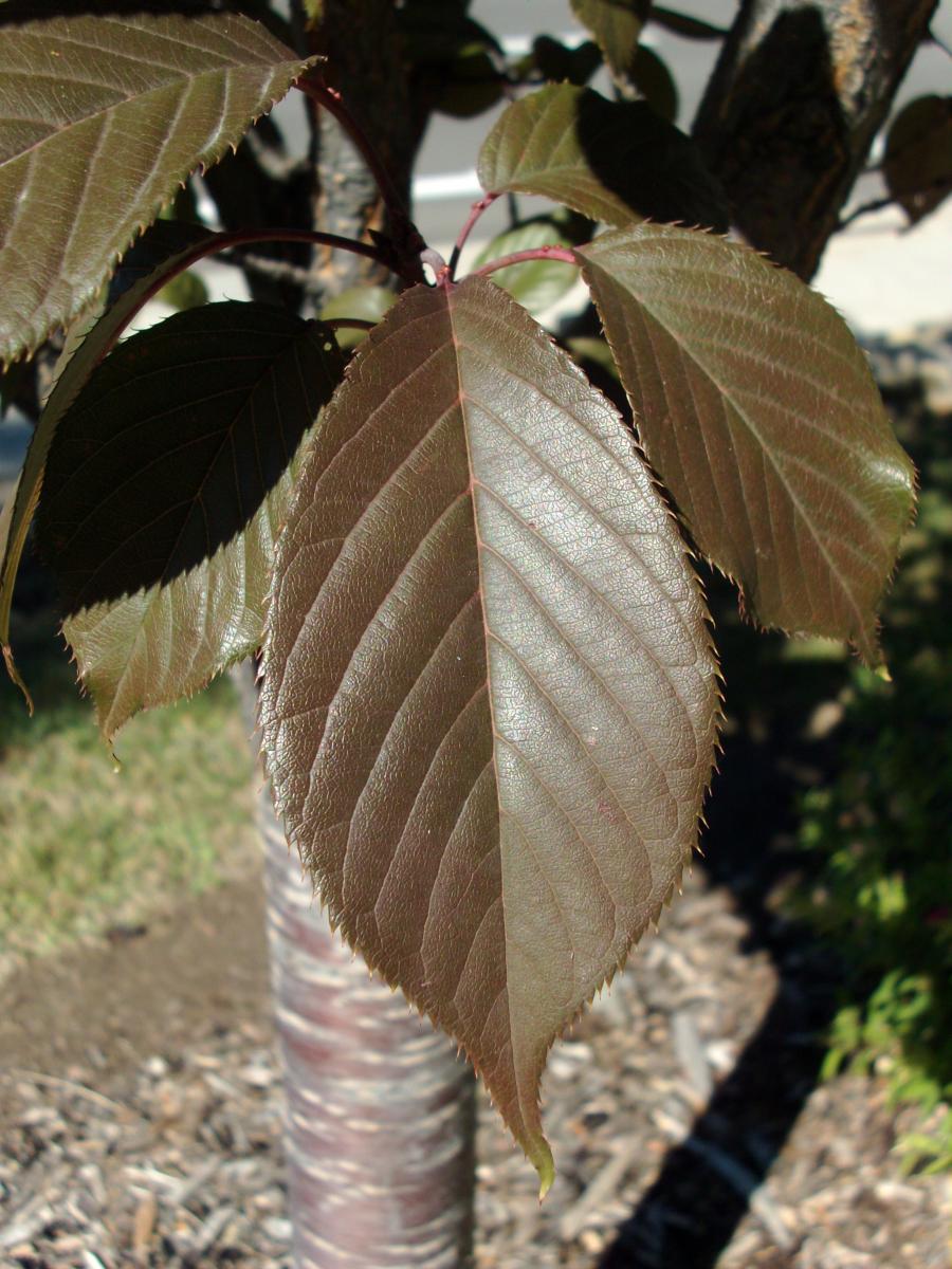 japanese cherry tree leaf