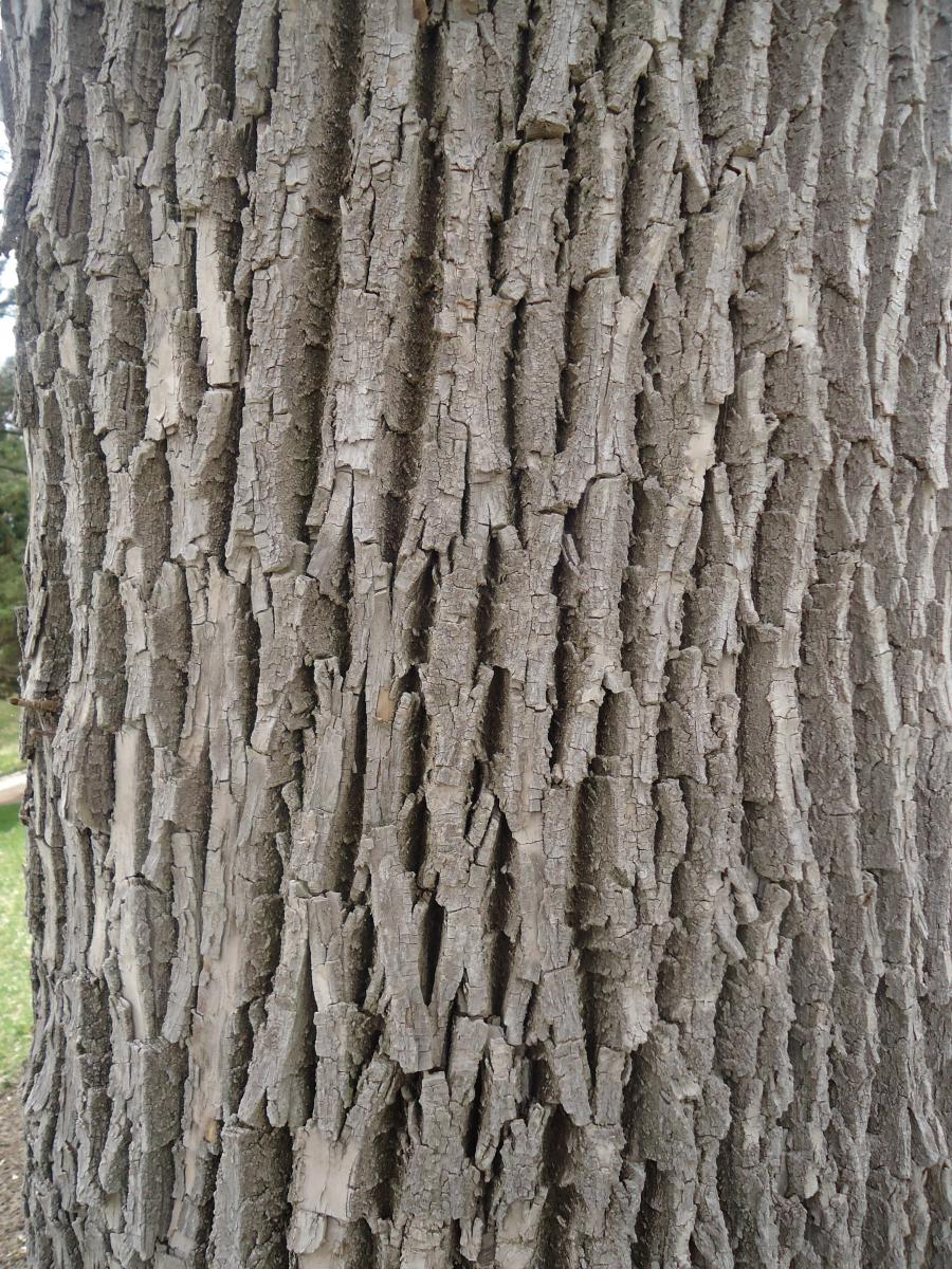 white ash tree bark