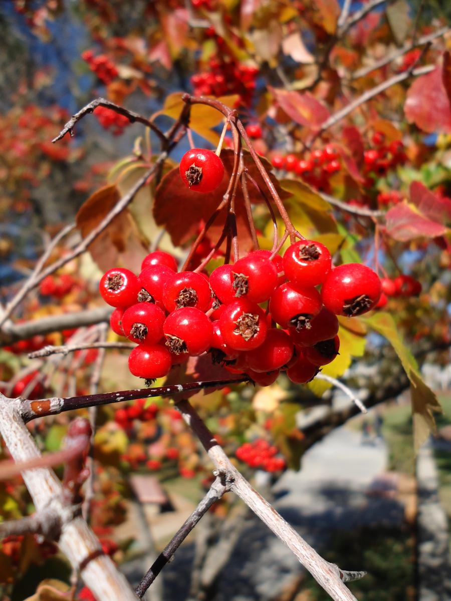 hawthorn tree berries