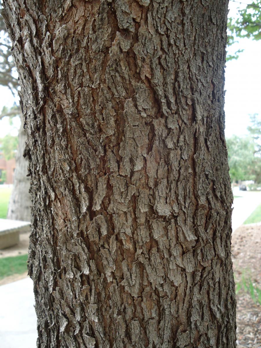 eastern redbud tree bark