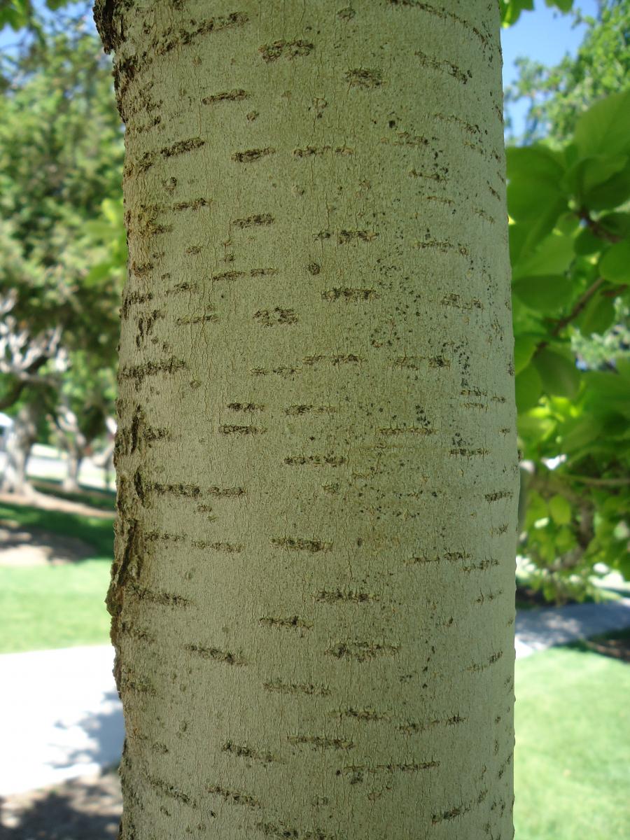 saucer magnolia bark