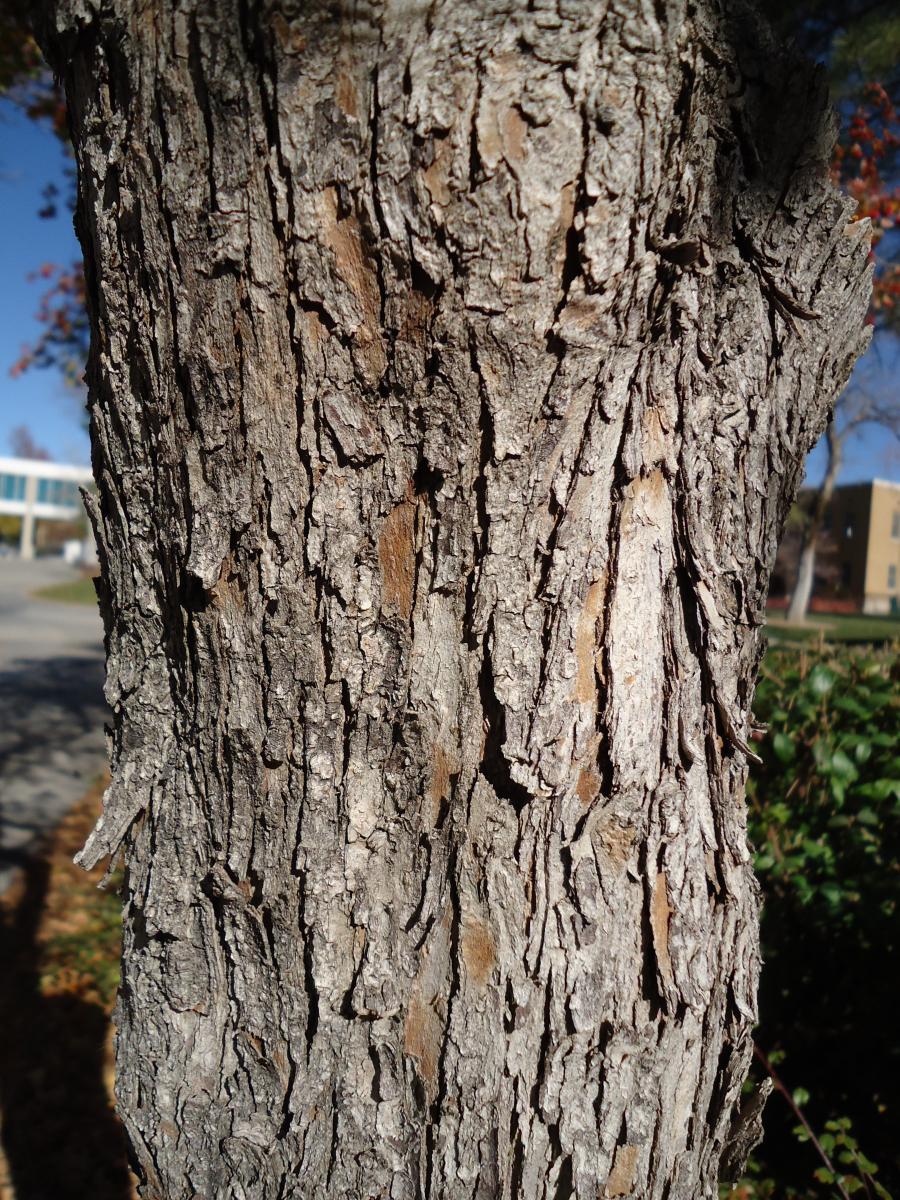 Tree Tour - Facilities - The University of Utah