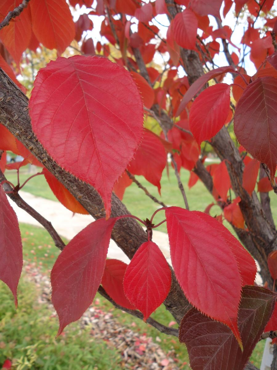 japanese cherry tree leaf