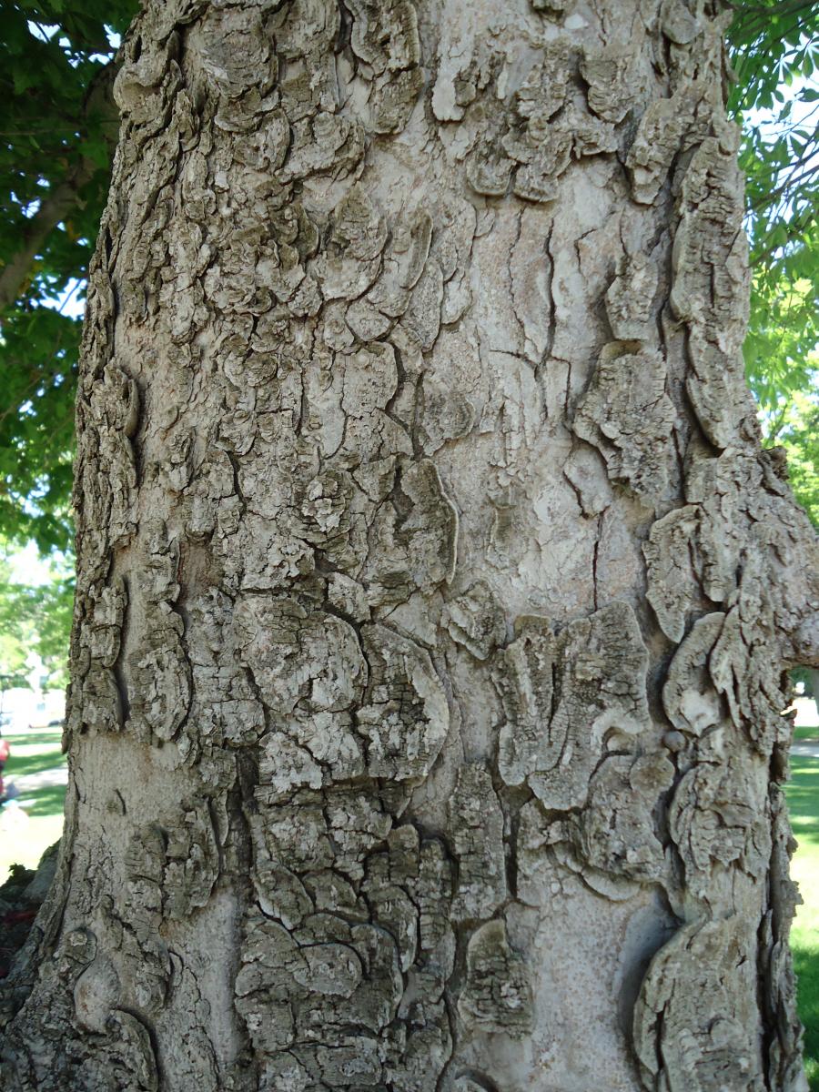 horse chestnut tree bark