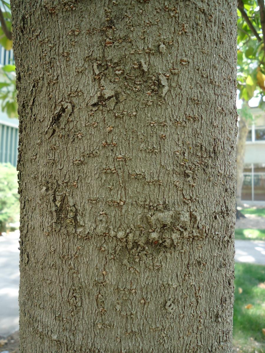 Southern Magnolia Bark