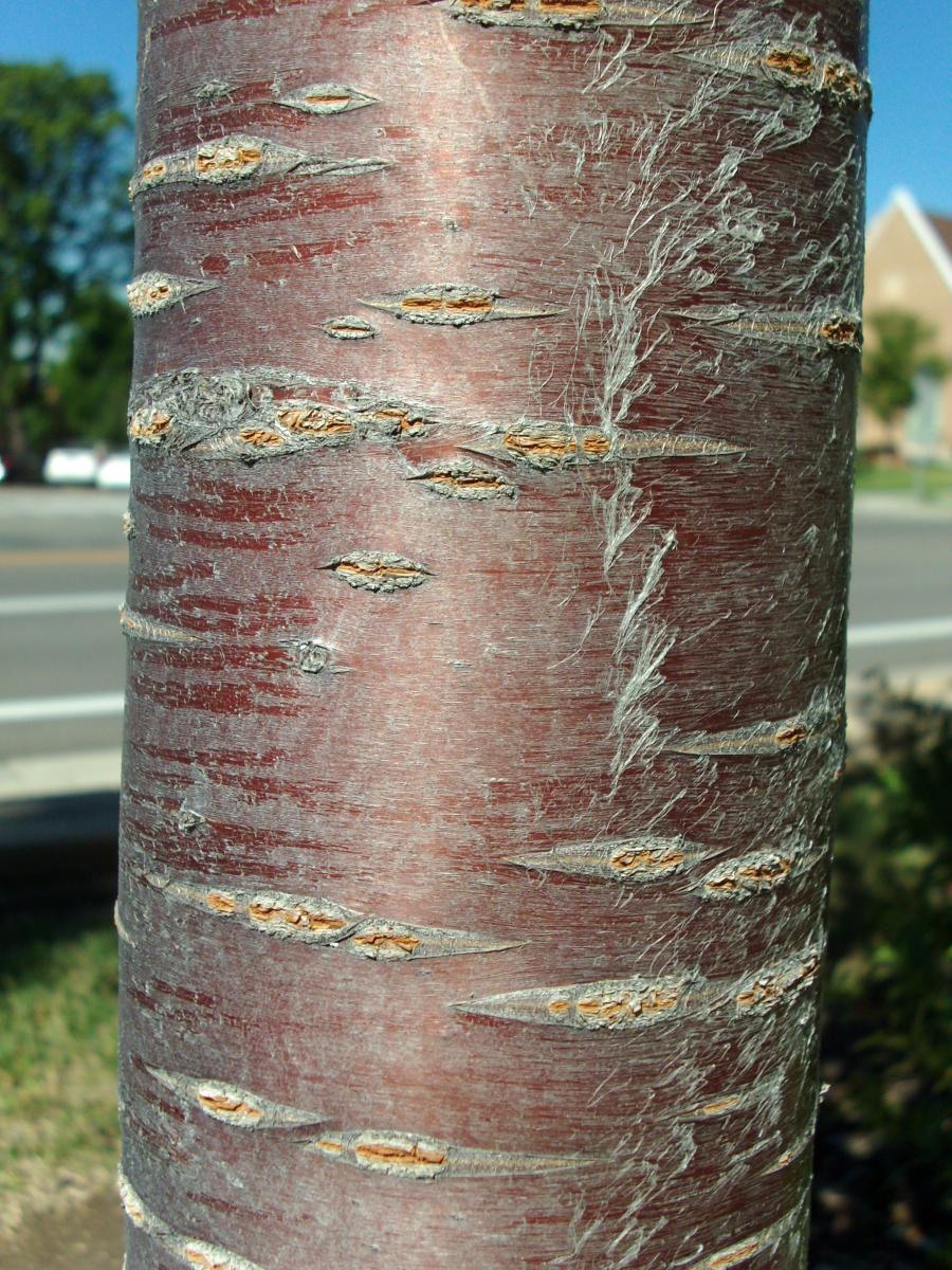 flowering cherry tree bark