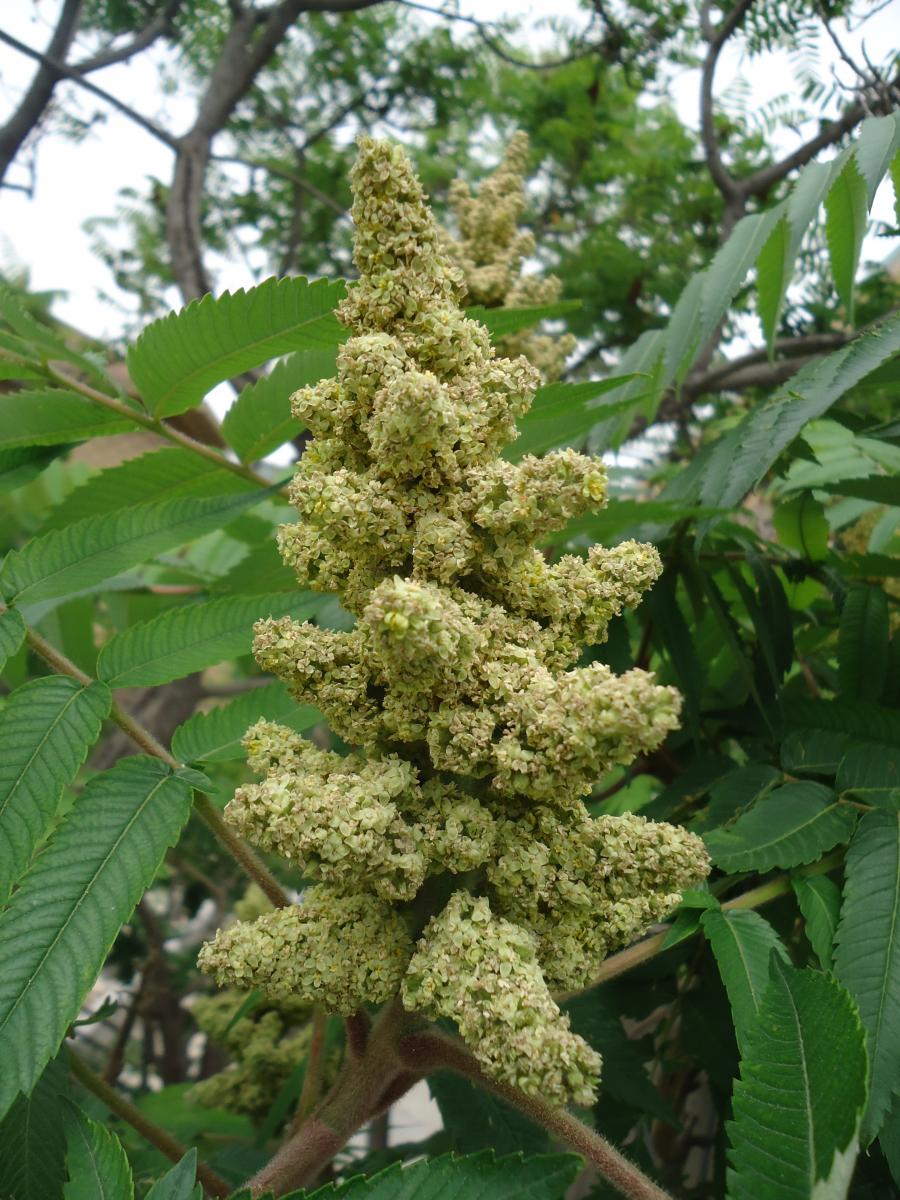 Staghorn Sumac - Rhus typhina